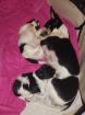 Reinrasig Chihuahua welpen